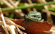 Viviparous Lizard (Zootoca vivipara)